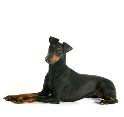 Manchester Terrier Dog Breed Information Purina